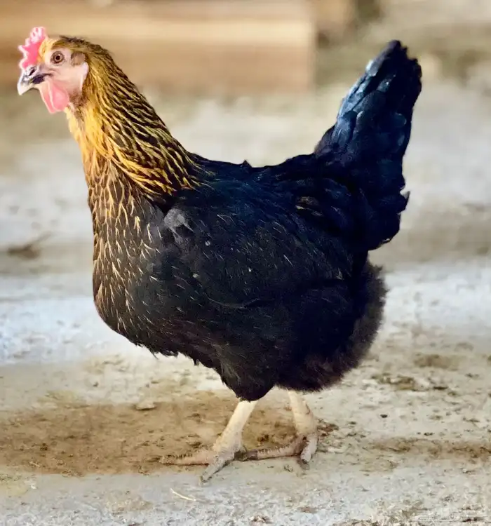 دجاج عربي 16