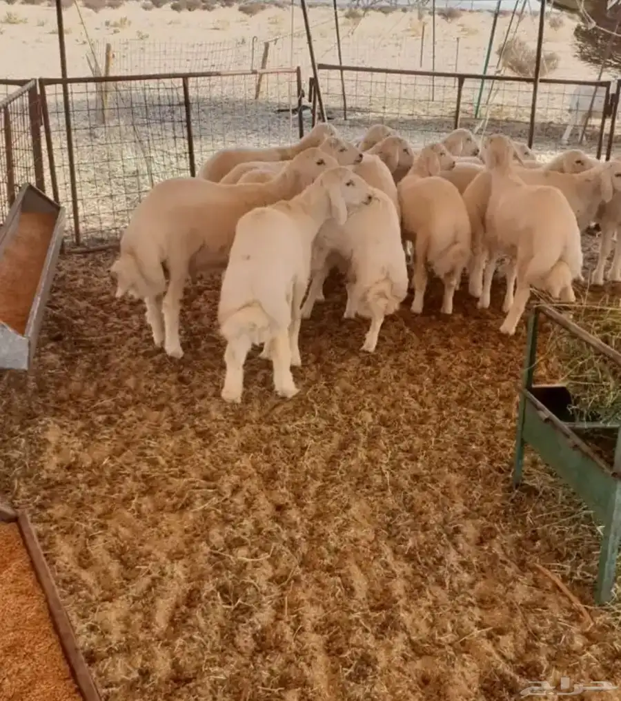 طليان وتيوس بلدي نصور لك فديو من المزرعة حتى توصيلها للبيت 2