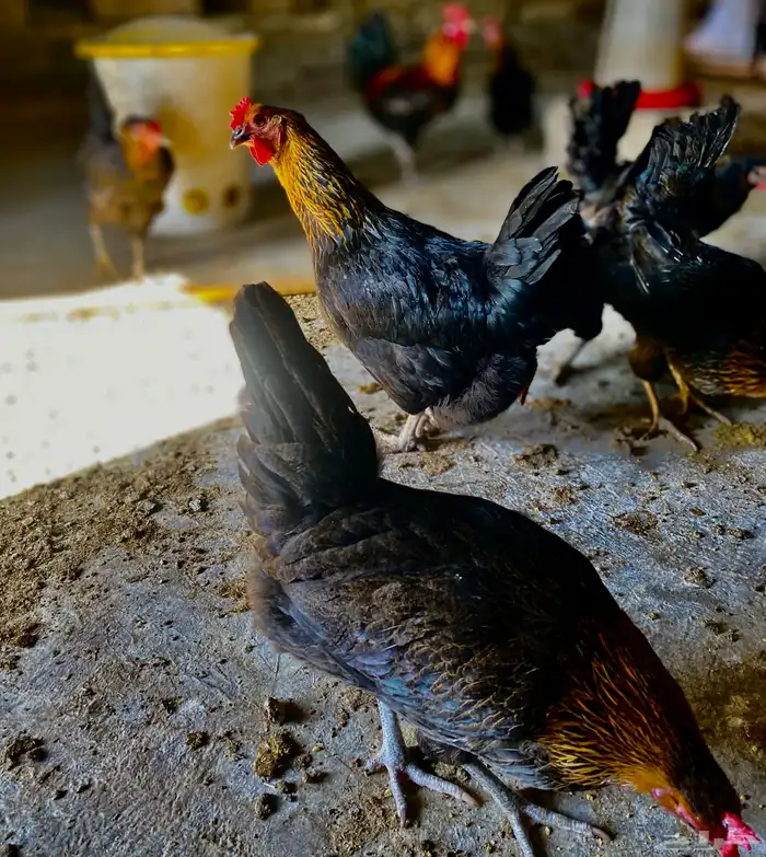 دجاج عربي 13