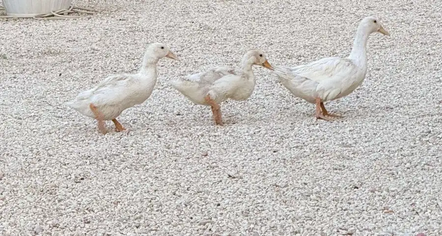 بط للبيع بعمر 5 اشهر العدد 3 0