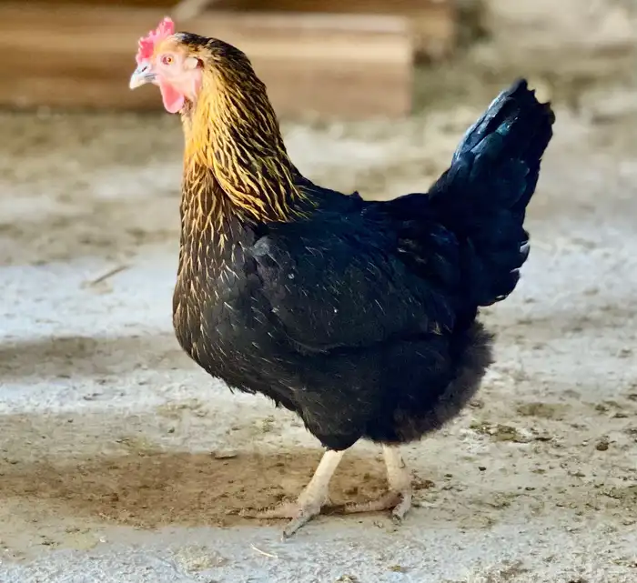 دجاج عربي 15