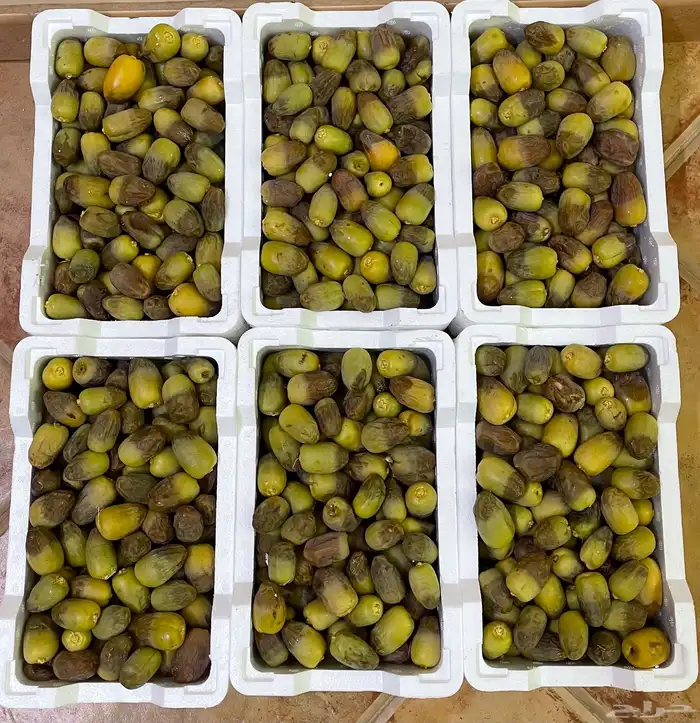 رطب سمنة وخضرية وجليهيم وبرني 1