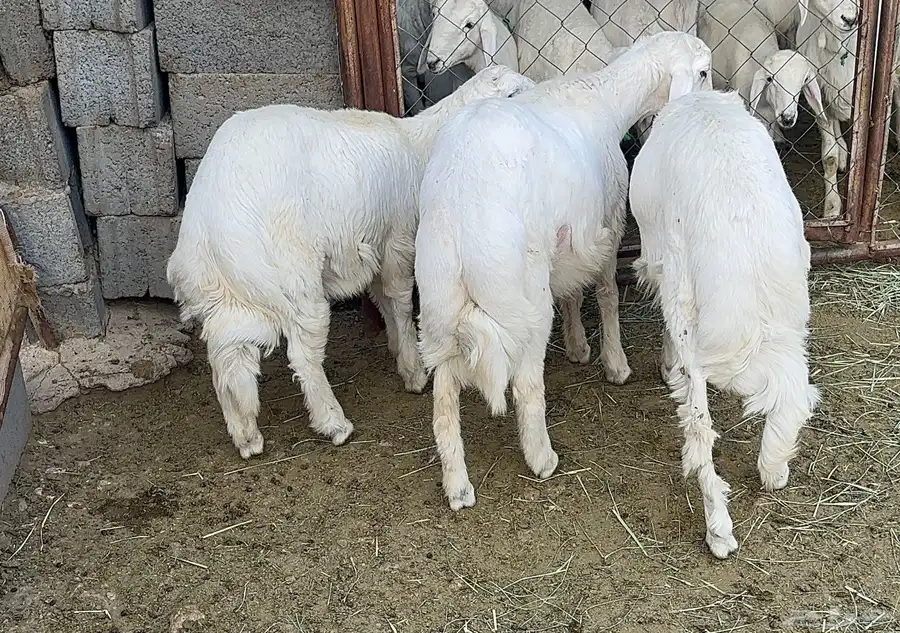 خرفان البيع عدد 3 3