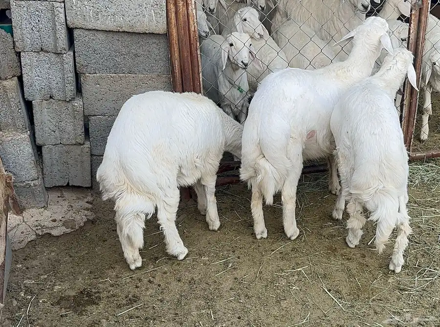 خرفان البيع عدد 3 0