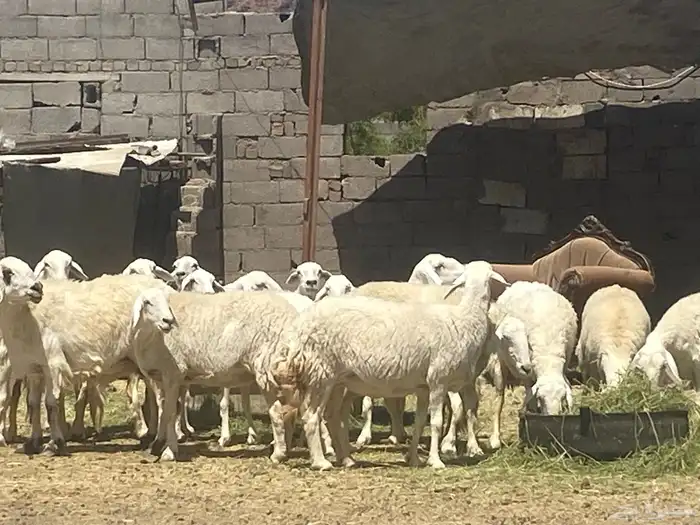 ضان حريات حرش وجروم كاف تم البيع 4