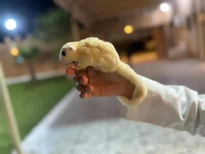جوز سنجاب شوقر قلايدرز 1