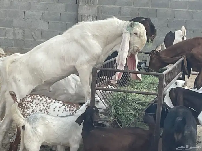 تيس ادهم 2