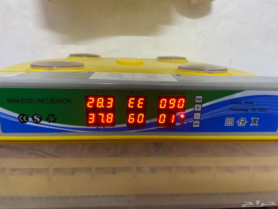 فقاسه عون المربي 98 بيضه شرطط 2