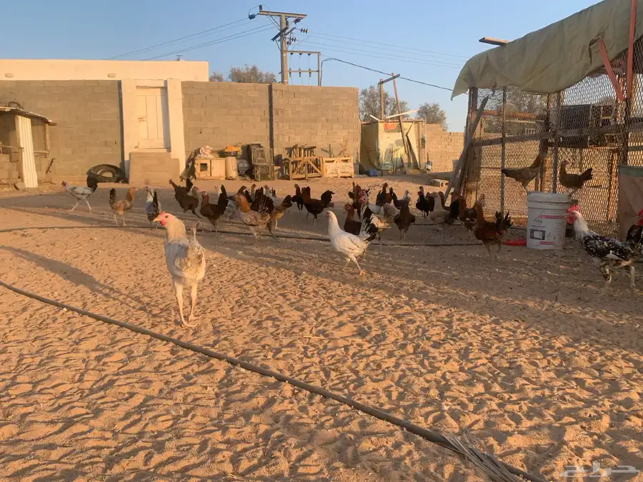 مشروع دجاج 14