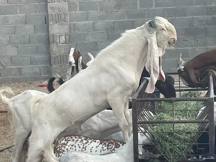 تيس ادهم 4