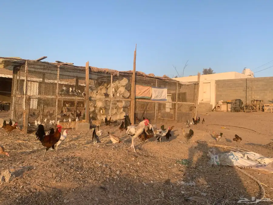 مشروع دجاج 17