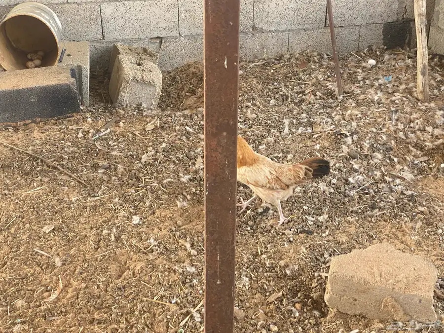 دجاج 2