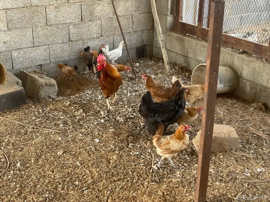 دجاج 5