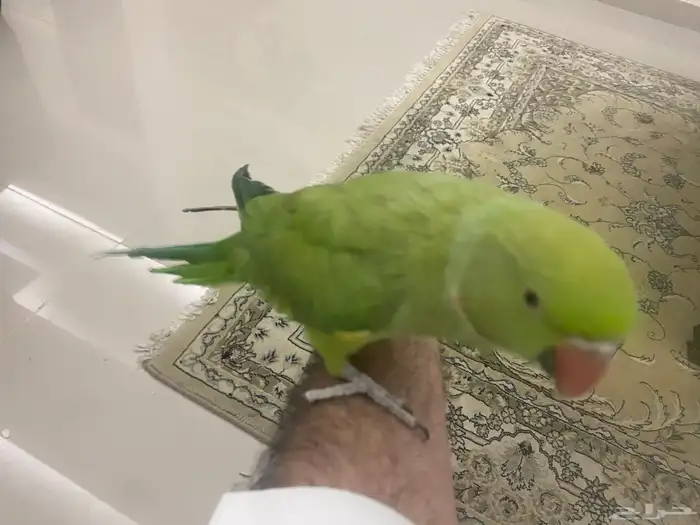 مكة المكرمة 1