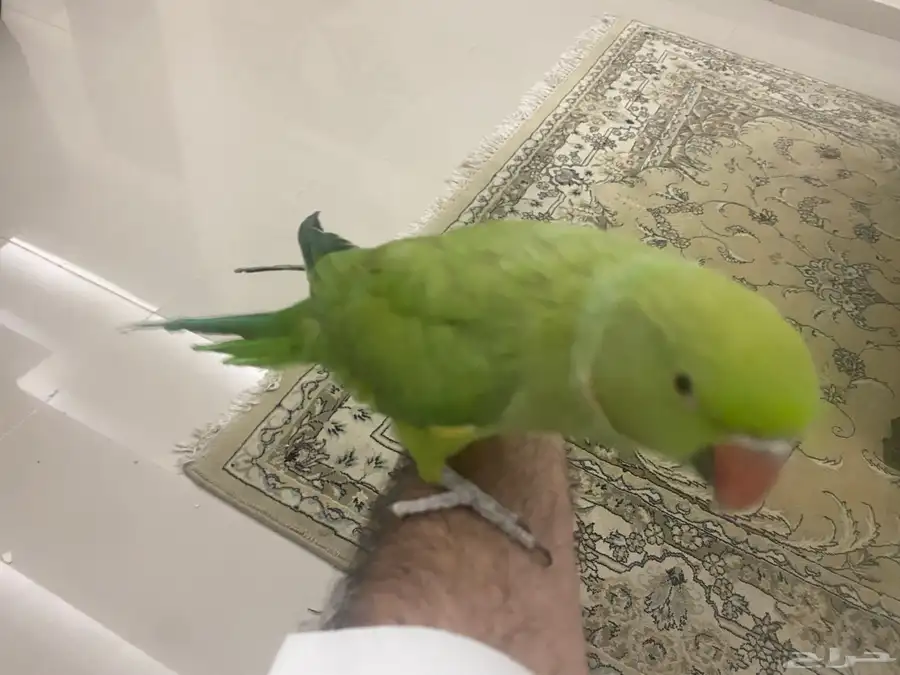 مكة المكرمة 1