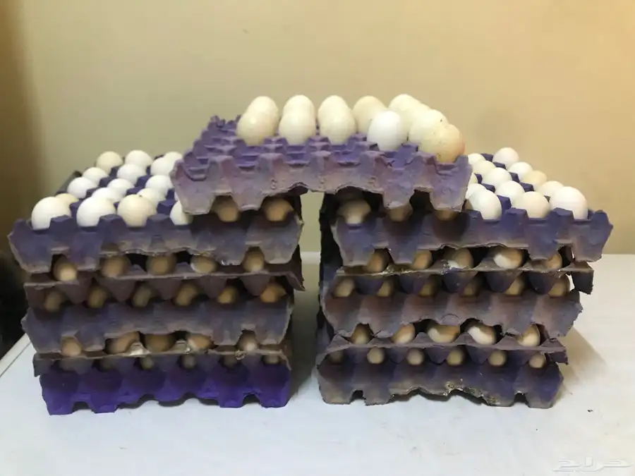 بيض رومي للبيع 2