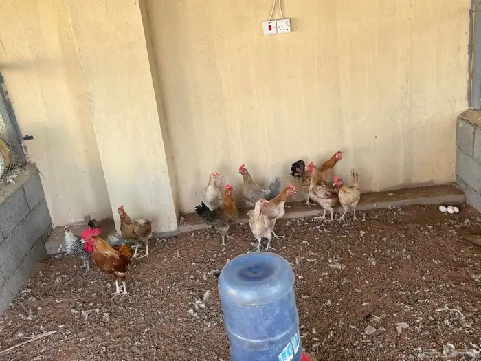 دجاج بلدي بياض نظيف ع الششرط 2