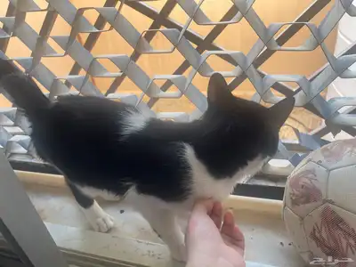 قطه 0