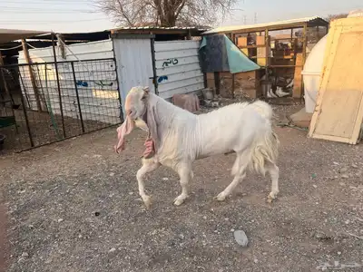 تيس فحل 2