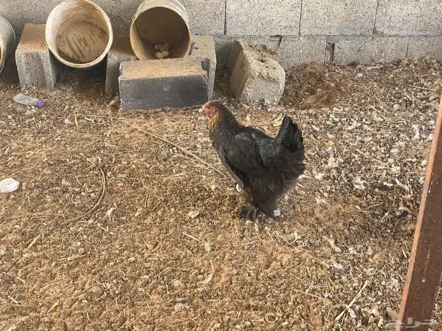 دجاج 3