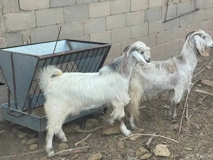 تيس للبيع على السوم 1