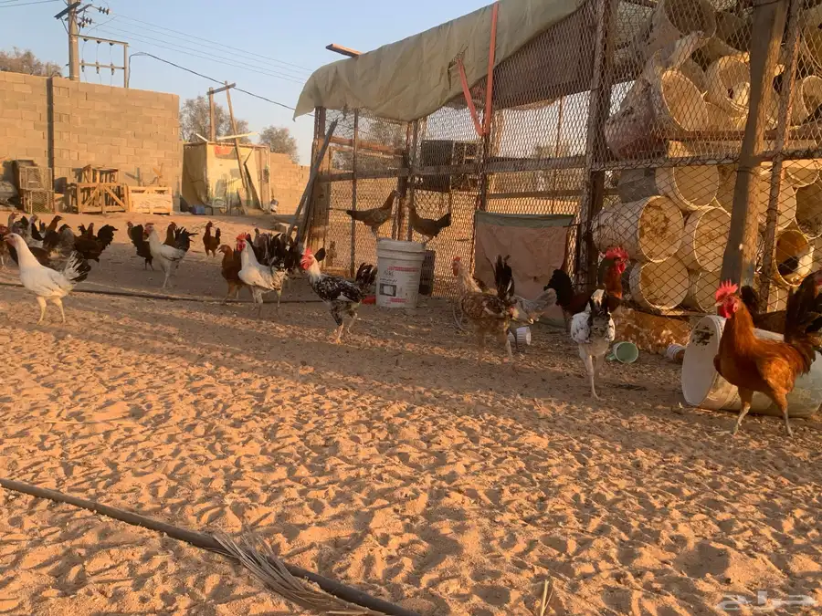 مشروع دجاج 15
