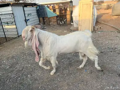 تيس فحل 1