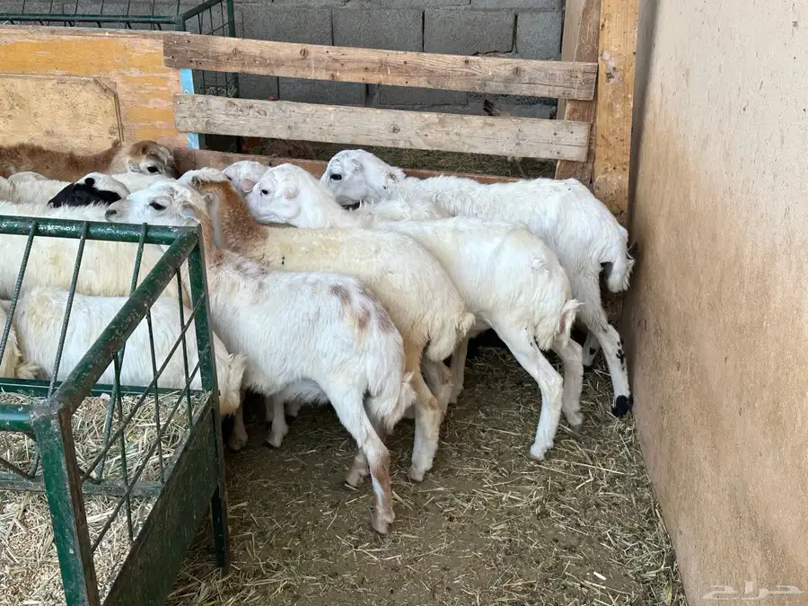 رخال رفيد 16