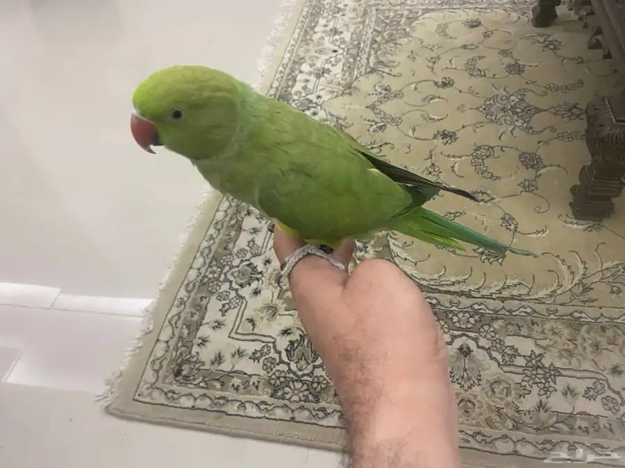 مكة المكرمة 0