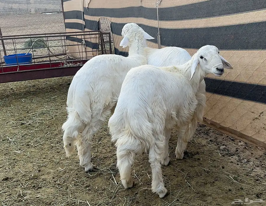 خرفان البيع عدد 3 1