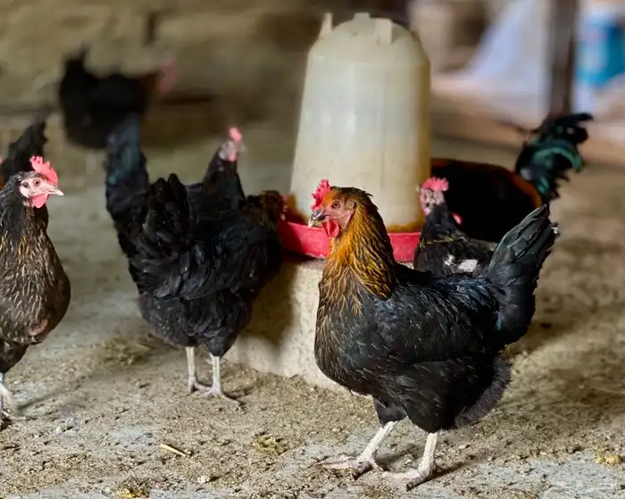 دجاج عربي 14