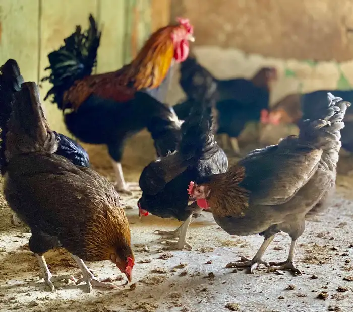 دجاج عربي 17