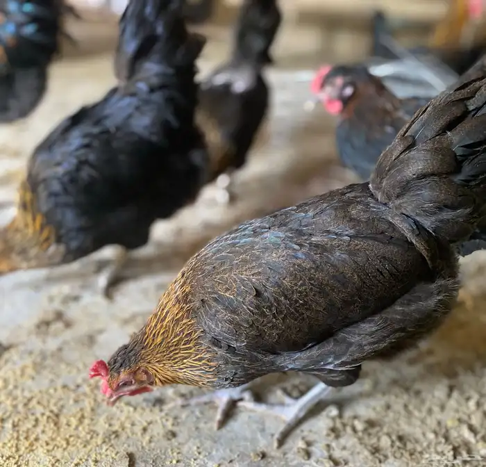 دجاج عربي 12