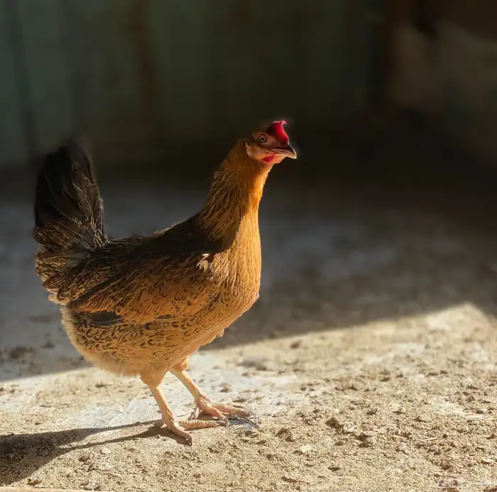 دجاج عربي 11