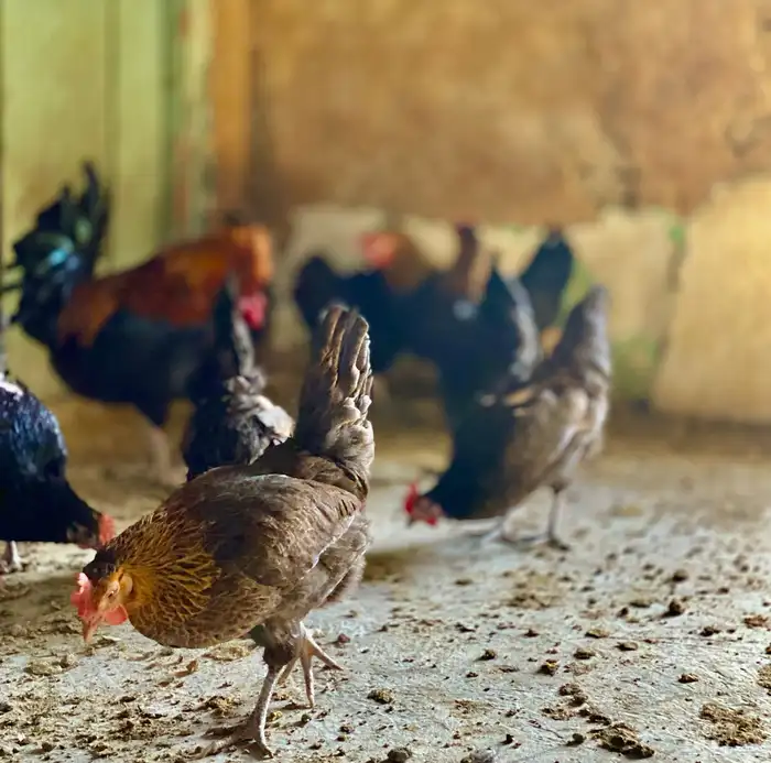 دجاج عربي 18