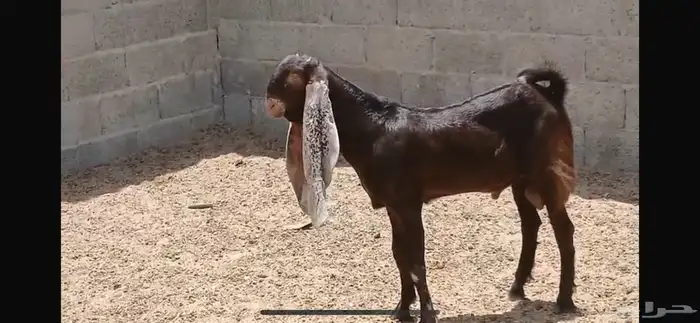 تيس ادهم 0