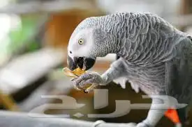 أتبنى جميع انواع الطيور 3