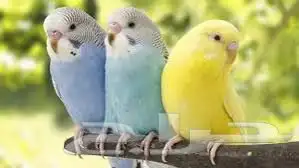 أتبنى جميع انواع الطيور 5