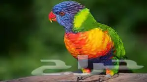أتبنى جميع انواع الطيور 4