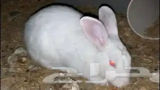 ارنبين فرنسيه واحد ابيض صغير وابيض كبير 0