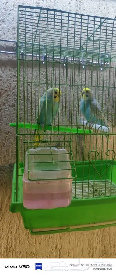 طيور للبيع Rambo 1