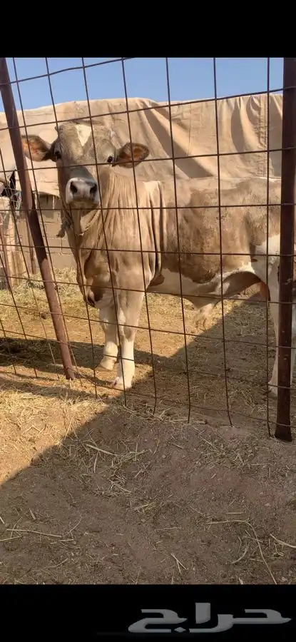حيسل فاخر مستقبل فحل 6