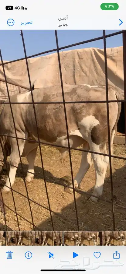 حيسل فاخر مستقبل فحل 3