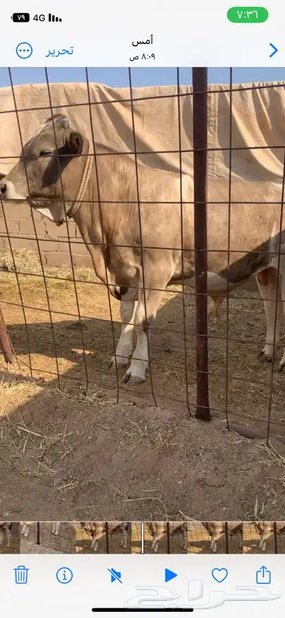 حيسل فاخر مستقبل فحل 1