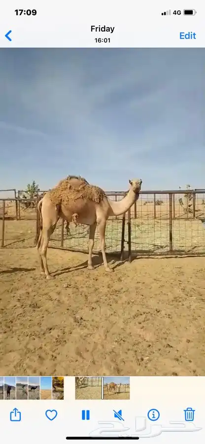 بكره شعلا حقه 1