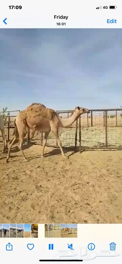 بكره شعلا حقه 2
