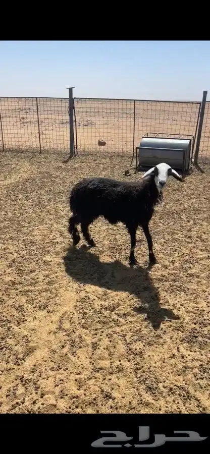 للبيع نجديه حايل 1