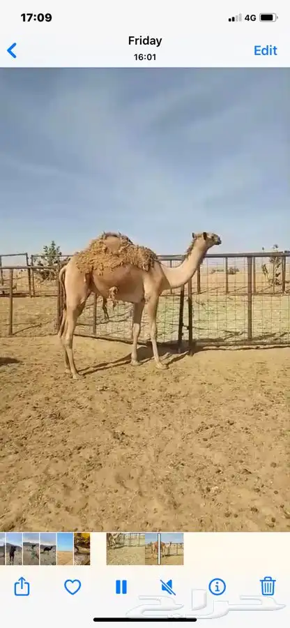 بكره شعلا حقه 0