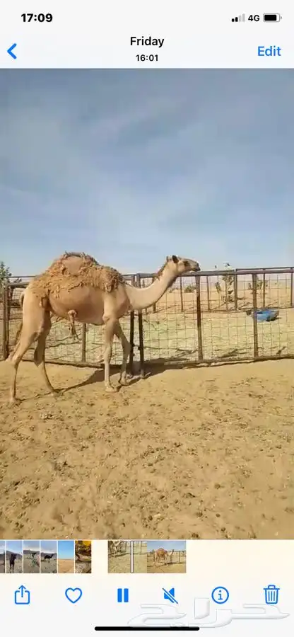 بكره شعلا حقه 3