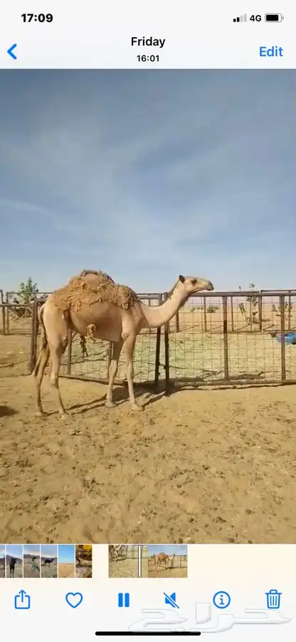 بكره شعلا حقه 4